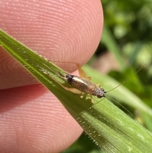 Trigonidium sp. (genus) at Garran, ACT - suppressed