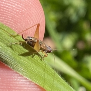 Trigonidium sp. (genus) at Garran, ACT - 22 Sep 2023