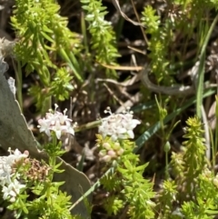 Asperula conferta (Common Woodruff) at Garran, ACT - 21 Sep 2023 by Tapirlord