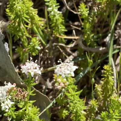 Asperula conferta (Common Woodruff) at Garran, ACT - 20 Sep 2023 by Tapirlord