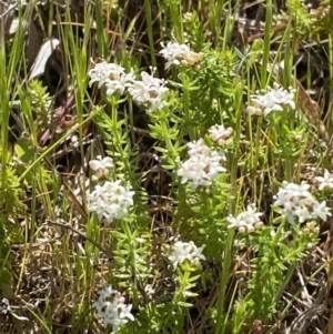 Asperula conferta at Garran, ACT - 21 Sep 2023