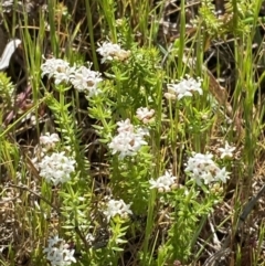 Asperula conferta at Garran, ACT - 21 Sep 2023