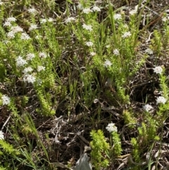 Asperula conferta at Garran, ACT - 21 Sep 2023