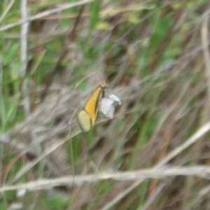 Philobota undescribed species near arabella at Hall, ACT - 2 Oct 2023