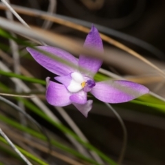 Glossodia major (Wax Lip Orchid) at Black Mountain - 1 Oct 2023 by RobertD