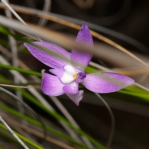 Glossodia major at Canberra Central, ACT - 2 Oct 2023