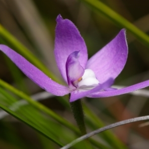 Glossodia major at Canberra Central, ACT - 2 Oct 2023