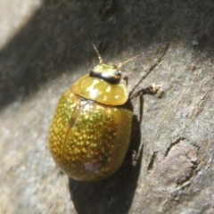 Paropsisterna cloelia (Eucalyptus variegated beetle) at Hall, ACT - 2 Oct 2023 by Christine