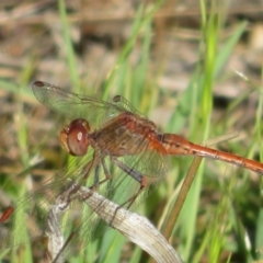 Diplacodes bipunctata (Wandering Percher) at Hall, ACT - 2 Oct 2023 by Christine