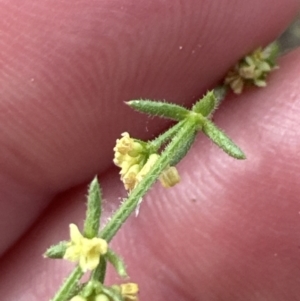 Galium gaudichaudii at Belconnen, ACT - 2 Oct 2023