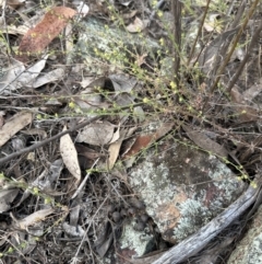 Galium gaudichaudii at Belconnen, ACT - 2 Oct 2023