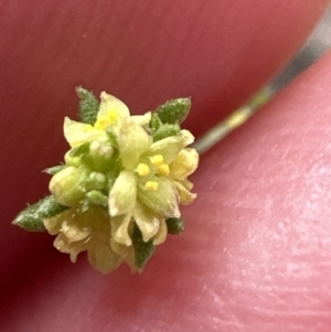 Galium gaudichaudii at Aranda, ACT - 2 Oct 2023