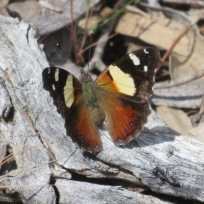 Vanessa itea (Yellow Admiral) at Hall, ACT - 2 Oct 2023 by Christine