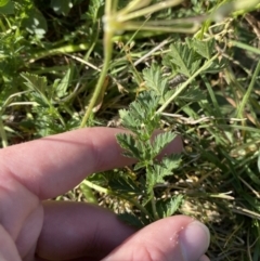 Erodium cicutarium (Common Storksbill, Common Crowfoot) at Garran, ACT - 22 Sep 2023 by Tapirlord