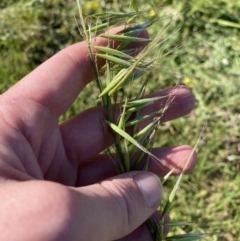 Avena barbata (Bearded Oat) at Garran, ACT - 22 Sep 2023 by Tapirlord