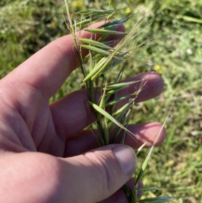 Avena barbata (Bearded Oat) at Garran, ACT - 22 Sep 2023 by Tapirlord