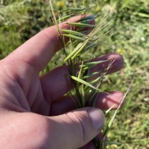 Avena barbata at Garran, ACT - 22 Sep 2023 03:35 PM