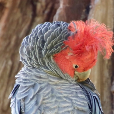 Callocephalon fimbriatum (Gang-gang Cockatoo) at GG99 - 2 Oct 2023 by LisaH