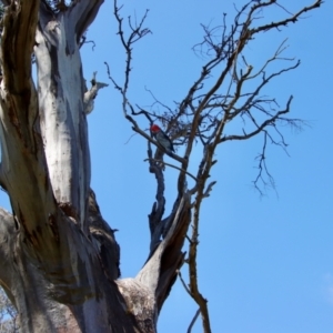 Callocephalon fimbriatum at Hughes, ACT - suppressed