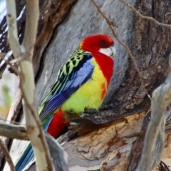 Platycercus eximius (Eastern Rosella) at Red Hill to Yarralumla Creek - 2 Oct 2023 by LisaH