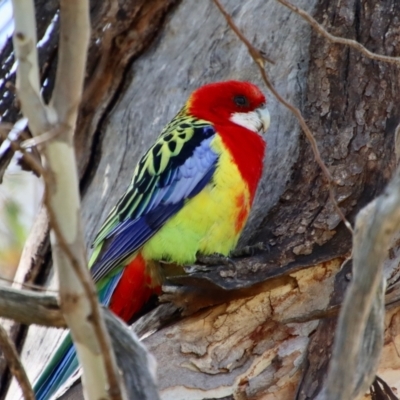 Platycercus eximius (Eastern Rosella) at Hughes, ACT - 2 Oct 2023 by LisaH