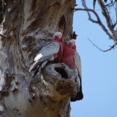Eolophus roseicapilla (Galah) at Red Hill Nature Reserve - 2 Oct 2023 by LisaH