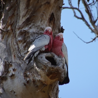 Eolophus roseicapilla (Galah) at Deakin, ACT - 2 Oct 2023 by LisaH