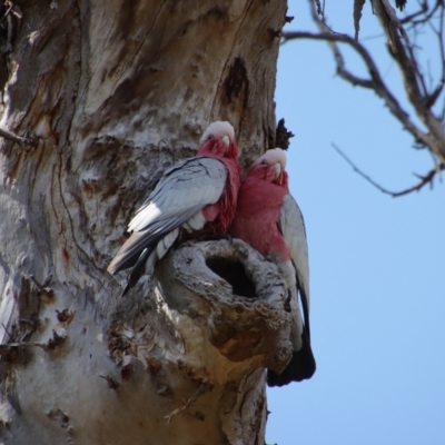 Eolophus roseicapilla (Galah) at Red Hill Nature Reserve - 2 Oct 2023 by LisaH