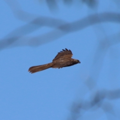 Accipiter fasciatus (Brown Goshawk) at Red Hill Nature Reserve - 2 Oct 2023 by LisaH