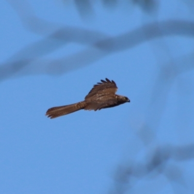 Accipiter fasciatus (Brown Goshawk) at Deakin, ACT - 2 Oct 2023 by LisaH