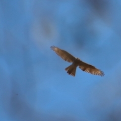 Tachyspiza fasciata at Deakin, ACT - 2 Oct 2023