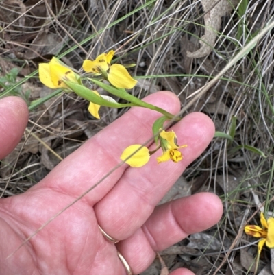 Diuris nigromontana (Black Mountain Leopard Orchid) at Aranda, ACT - 2 Oct 2023 by lbradley