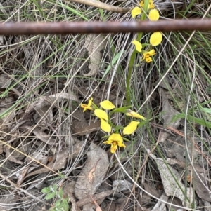 Diuris nigromontana at Aranda, ACT - 2 Oct 2023