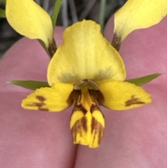 Diuris nigromontana at Aranda, ACT - 2 Oct 2023