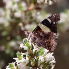 Vanessa itea (Yellow Admiral) at Red Hill Nature Reserve - 2 Oct 2023 by LisaH