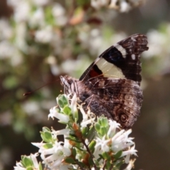 Vanessa itea (Yellow Admiral) at Deakin, ACT - 2 Oct 2023 by LisaH