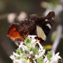 Vanessa itea at Deakin, ACT - 2 Oct 2023