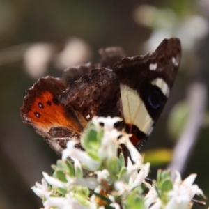 Vanessa itea at Deakin, ACT - 2 Oct 2023