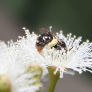 Lipotriches (Austronomia) ferricauda at Deakin, ACT - 2 Oct 2023