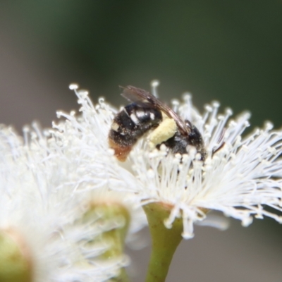 Lipotriches (Austronomia) ferricauda (Halictid bee) at Deakin, ACT - 2 Oct 2023 by LisaH