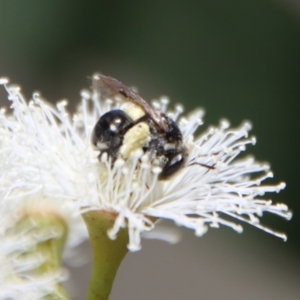 Lipotriches (Austronomia) ferricauda at Deakin, ACT - 2 Oct 2023