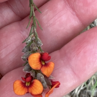 Dillwynia sericea (Egg And Bacon Peas) at Aranda Bushland - 2 Oct 2023 by lbradley