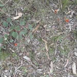 Dillwynia sericea at Aranda, ACT - 2 Oct 2023