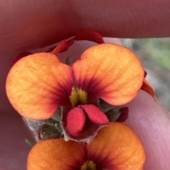 Dillwynia sericea at Aranda, ACT - 2 Oct 2023 05:19 PM