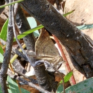 Anachloris uncinata at Captains Flat, NSW - 2 Oct 2023