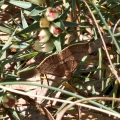 Anachloris uncinata at Captains Flat, NSW - 2 Oct 2023