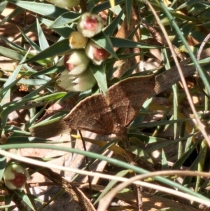 Anachloris uncinata at Captains Flat, NSW - 2 Oct 2023