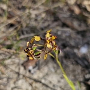 Diuris pardina at Captains Flat, NSW - 2 Oct 2023