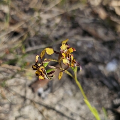 Diuris pardina (Leopard Doubletail) at Captains Flat, NSW - 2 Oct 2023 by Csteele4