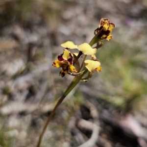 Diuris pardina at Captains Flat, NSW - 2 Oct 2023